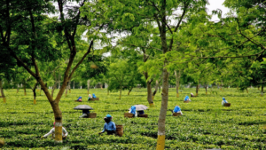 Assam Tea Workers