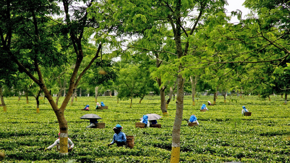 Assam Tea Workers