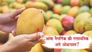 Chemically Ripened Mangoes