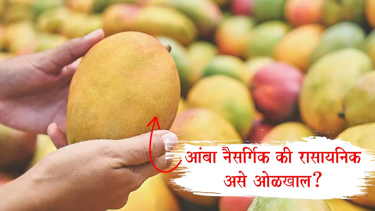 Chemically Ripened Mangoes