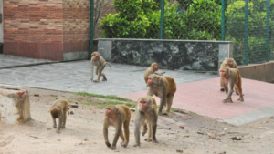Maharashtra Monkey Conflict
