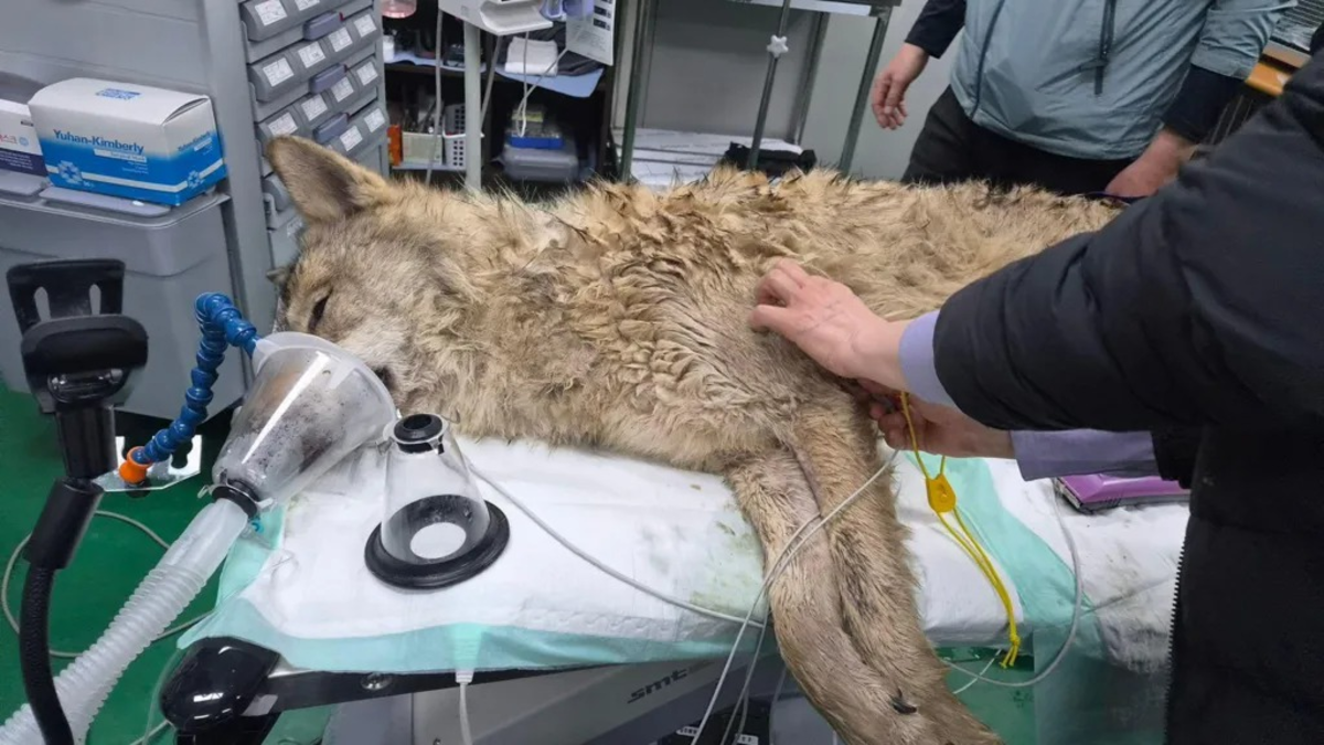 Wolf Finally Captured :