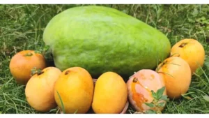 Giant Noorjahan Mango