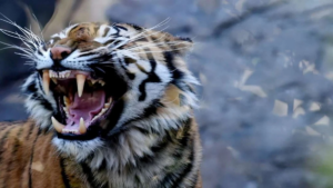Tigress Attack