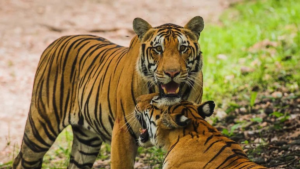 Tiger Death Cases