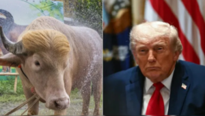 Bangladesh Buffalo :