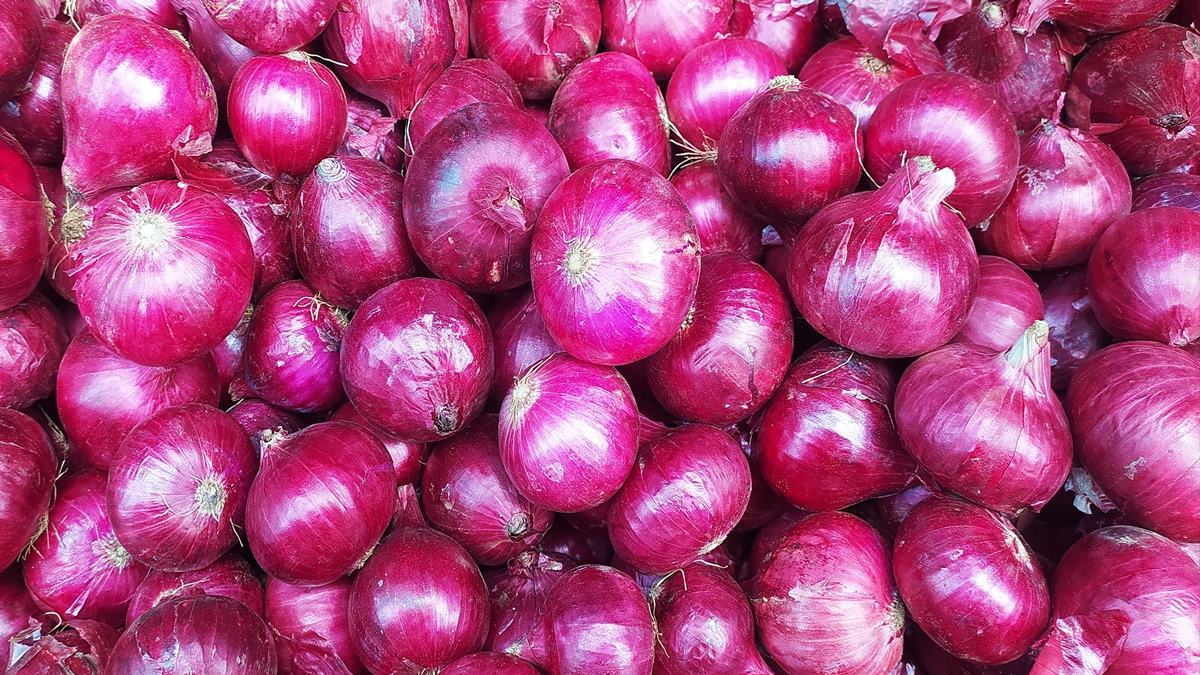 Onion Price Update: कांदा उत्पादक शेतकऱ्यांसाठी मोठी बातमी! सरकारी खरेदी दरात वाढ; पाहा नवीन दर