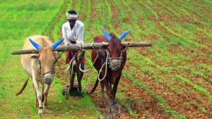 Maharashtra Farmers Loan Waiver: राज्यातील 56 लाख शेतकऱ्यांचा 7/12 कोरा होणार! 30 जूनपूर्वी होणार कर्जमाफीची अंमलबजावणी