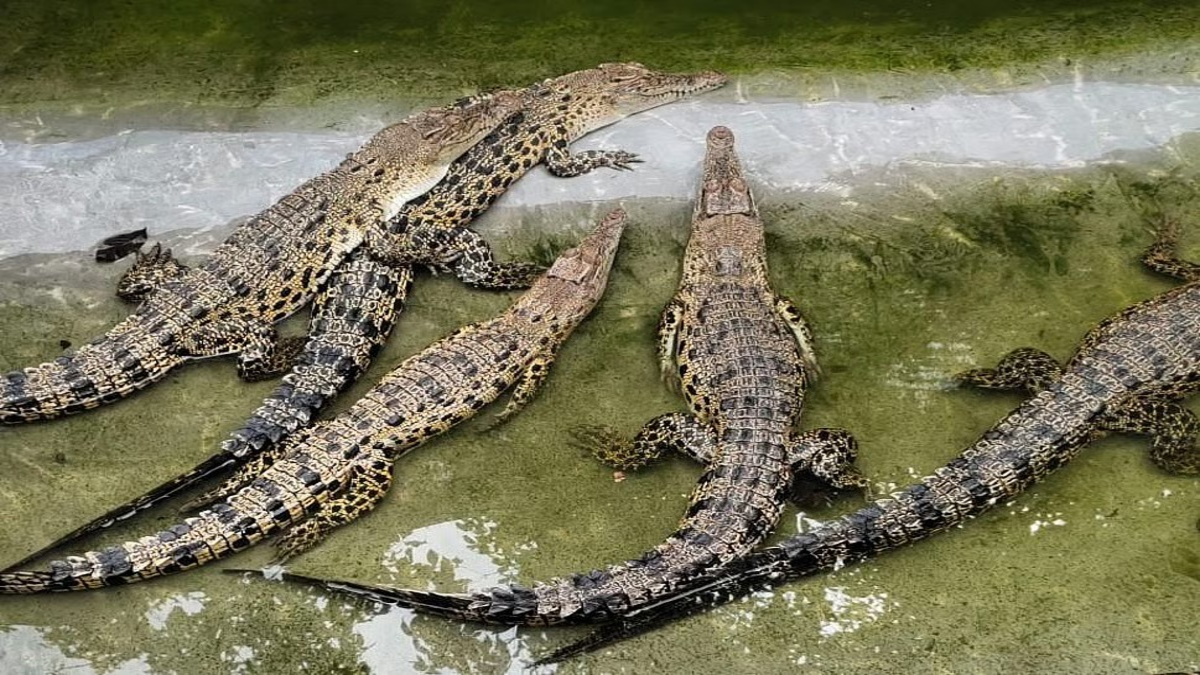 Raigad Crocodiles Emerge