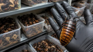 Cockroaches Seized