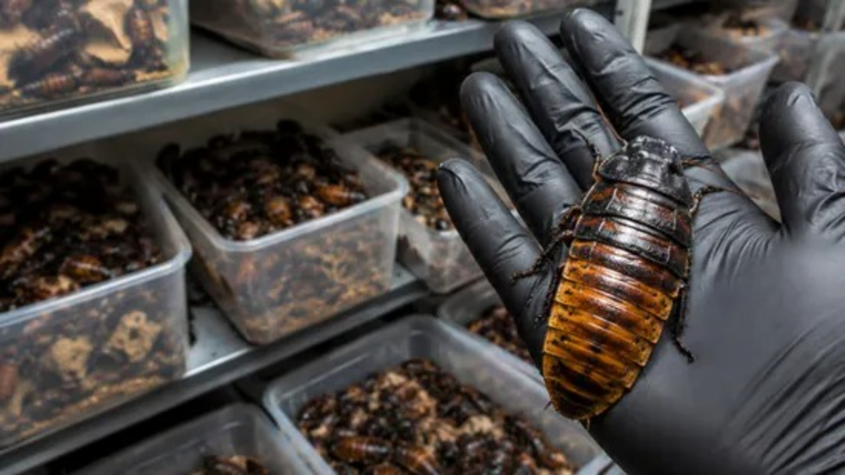 Cockroaches Seized