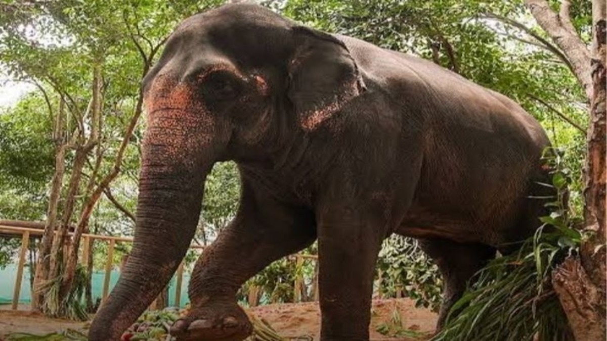 Madhuri Elephant