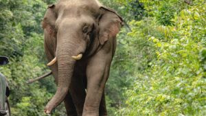 Rogue Elephant Attack: सूड की नियती? 14 वर्षांनंतर त्याच हत्तीने घेतला कुटुंबातील आणखी 2 जणांचा बळी