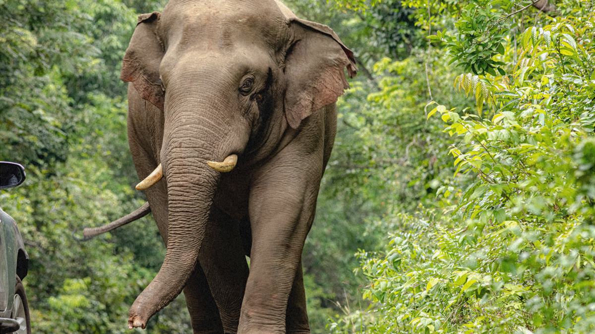 Rogue Elephant Attack: सूड की नियती? 14 वर्षांनंतर त्याच हत्तीने घेतला कुटुंबातील आणखी 2 जणांचा बळी