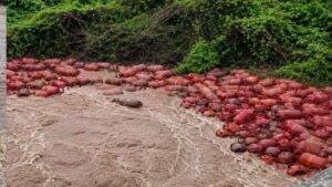 Raigad Flood: रायगडमध्ये महापूर! पाताळगंगा नदीत वाहून गेले तब्बल 3000 गॅस सिलेंडर; जिल्हाधिकाऱ्यांनी केले 'हे' आवाहन