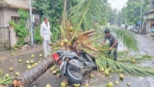 Mira Bhayandar Tree Collapse: मुंबईनंतर भाईंदरमध्येही झाड अंगावर कोसळून तरुणाचा मृत्यू! माजी उपनगराध्यक्षांच्या मुलाचा उपचारादरम्यान दुर्दैवी अंत
