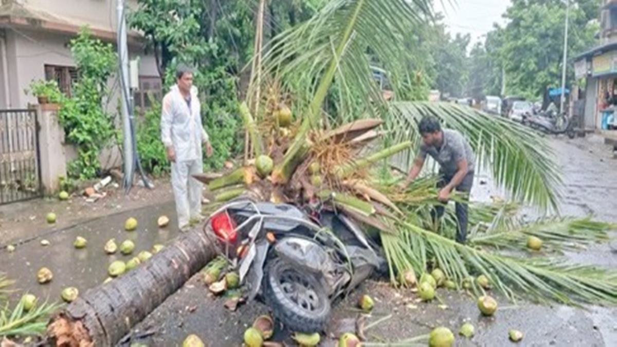 Mira Bhayandar Tree Collapse: मुंबईनंतर भाईंदरमध्येही झाड अंगावर कोसळून तरुणाचा मृत्यू! माजी उपनगराध्यक्षांच्या मुलाचा उपचारादरम्यान दुर्दैवी अंत