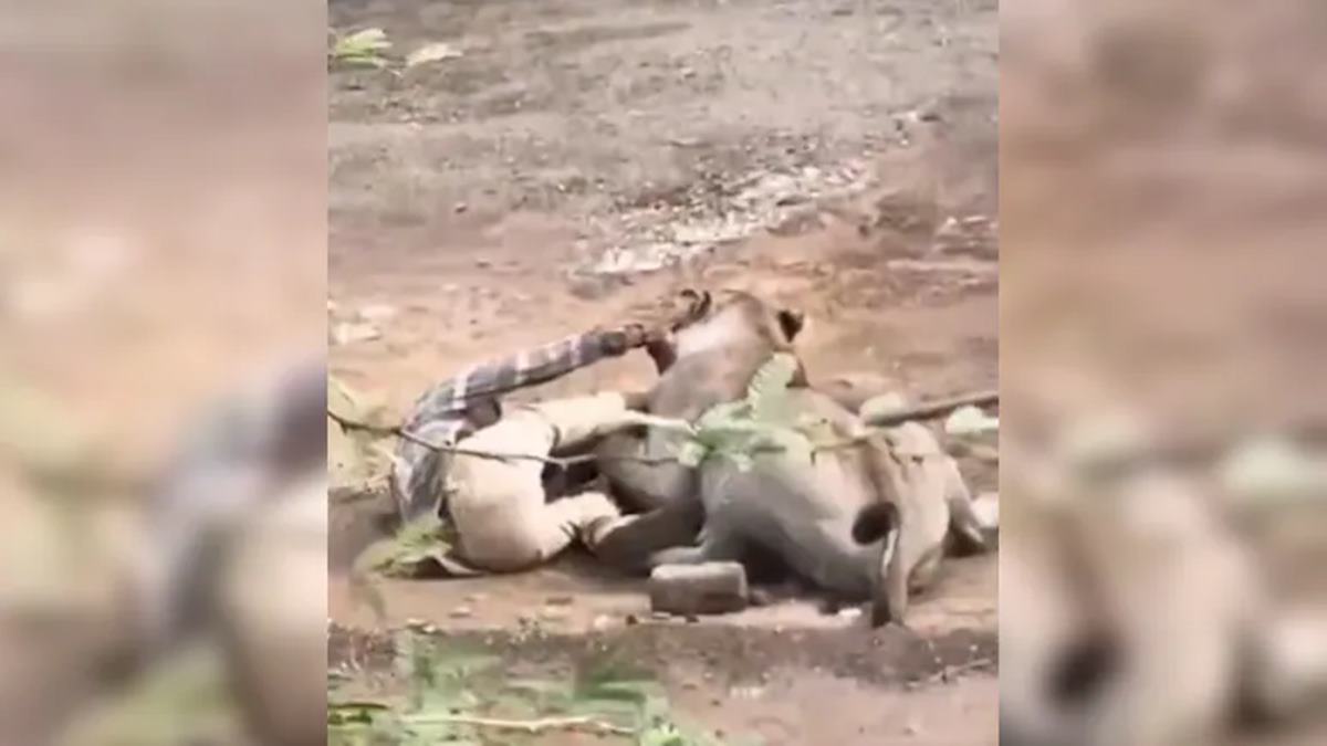 Lion Attack Video: सिंहाचा माणसावर थरारक हल्ला! तब्बल ३० मिनिटे जबड्यात पकडून ठेवले; काळजाचा ठोका चुकवणारा व्हिडिओ व्हायरल