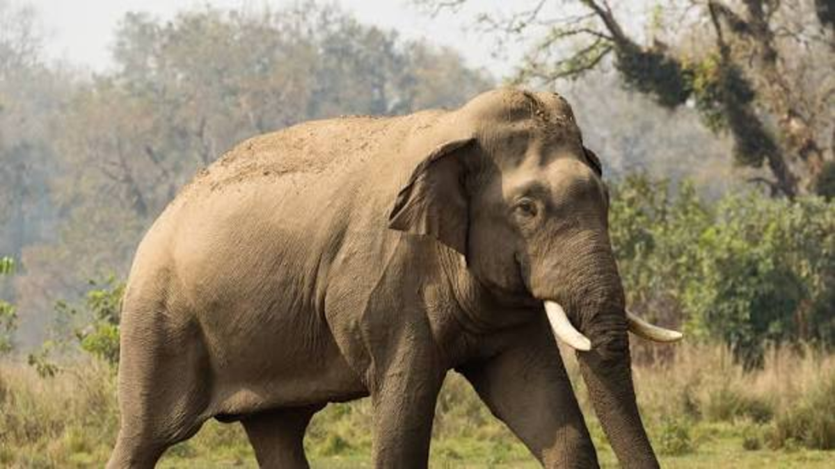 Elephant in Nepal